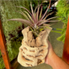 Grapewood Vase - Image 3