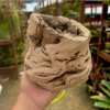 Grapewood Vase
